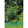 Бордюр зеленый GARDENA 20 см, длина 9 м 00540-20.000.00